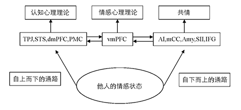 共情的神经网络