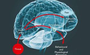 杏仁核不是大脑的恐惧中枢！