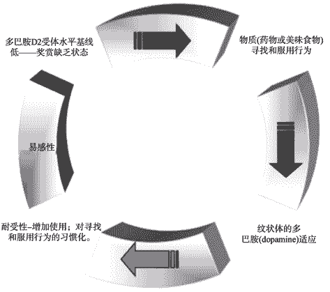 暴食症的影响因素及其机制