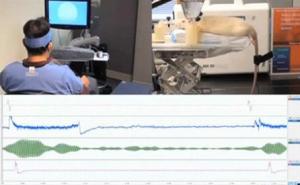 美国哈佛大学科学家实现脑电波控制老鼠尾巴运