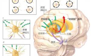 大脑里的钟表 - 内蒙古心理网