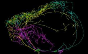 科学家们找到大脑中最长的神经元 - 内蒙古心理