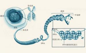 表观遗传学的作用 - 内蒙古心理网